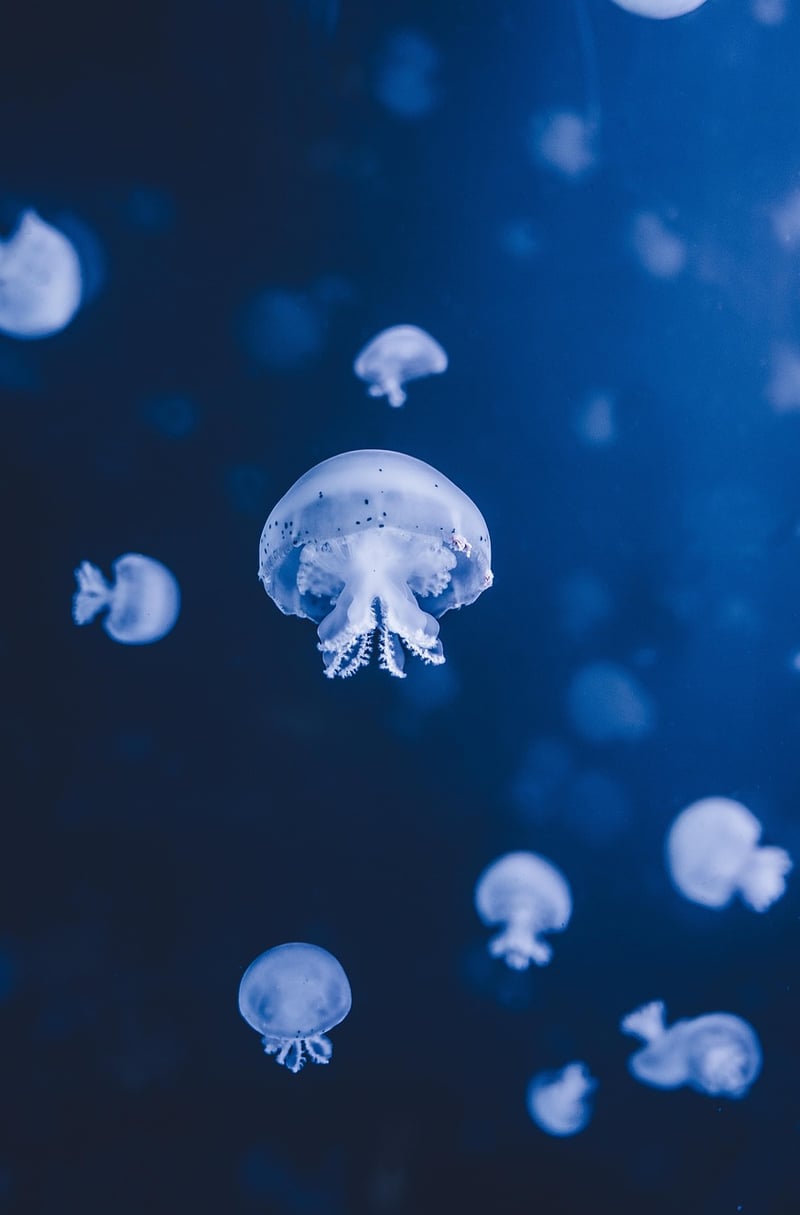 Underwater Wonderland